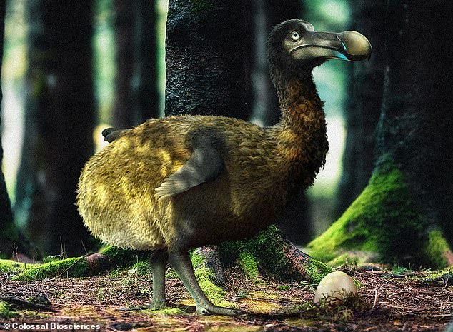 Die meisten Menschen glauben, dass der Dodo ein dicker, ungelenker Vogel war, aber da er seit dem späten 16. Jahrhundert ausgestorben ist, weiß niemand wirklich genau, wie der Dodo aussah