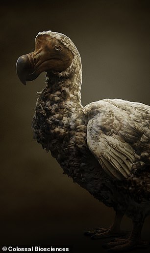 Der Name „Dodo“ leitet sich vom portugiesischen Wort für „Narr“ ab, nachdem sich die Kolonialisten darüber lustig gemacht hatten, dass es offensichtlich keine Angst vor menschlichen Jägern habe