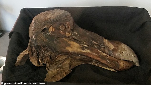 Abgebildet ist ein Teil des „Oxford Dodo“ – der einzige erhaltene Überrest von Dodo-Weichgewebe, der irgendwo auf der Welt existiert