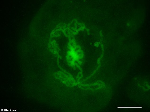 Dieses Hodenorganoid wurde aus Mäuseembryonen hergestellt und 14 Tage lang in einer Schale inkubiert.  Die röhrenförmigen Strukturen sind gleich.  Grün markiert sind Sertoli-Zellen, die für die Bildung der Tubuli im Hoden verantwortlich sind und tatsächlich die Tubuli in der Schale bilden.