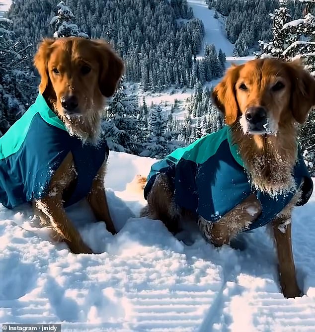 Ihre Hunde Mabel und Isla wurden beim Herumspringen neben ihren Besitzern festgehalten, während Alizee gekonnt auf ihren Skiern unterwegs war, während die Familie die atemberaubende Aussicht auf die Berge genoss