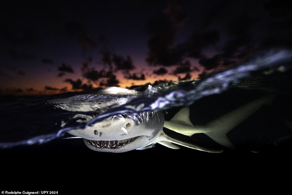 This image, titled 'Twilight Smile', shows what the judges described as a 'magnificently moody lemon shark' off the island of Grand Bahama in the Bahamas. French photographer Rodolphe Guignard recalled the 'striking face-to-face encounter' with the shark at dusk, when 'several dozen' rose 'from the depths' and surrounded his dive boat. 'The sea was rough, it was almost dark, and the sharks were lively and very curious, not hesitating to come into contact with my [camera] housing,' he said. Judges awarded it third place in the 'Wide Angle' category and praised the 'atmospheric lighting below the surface', which 'perfectly complements a dramatic sunset', while the 'grin and the eye contact inject a sinister undercurrent to the picture'