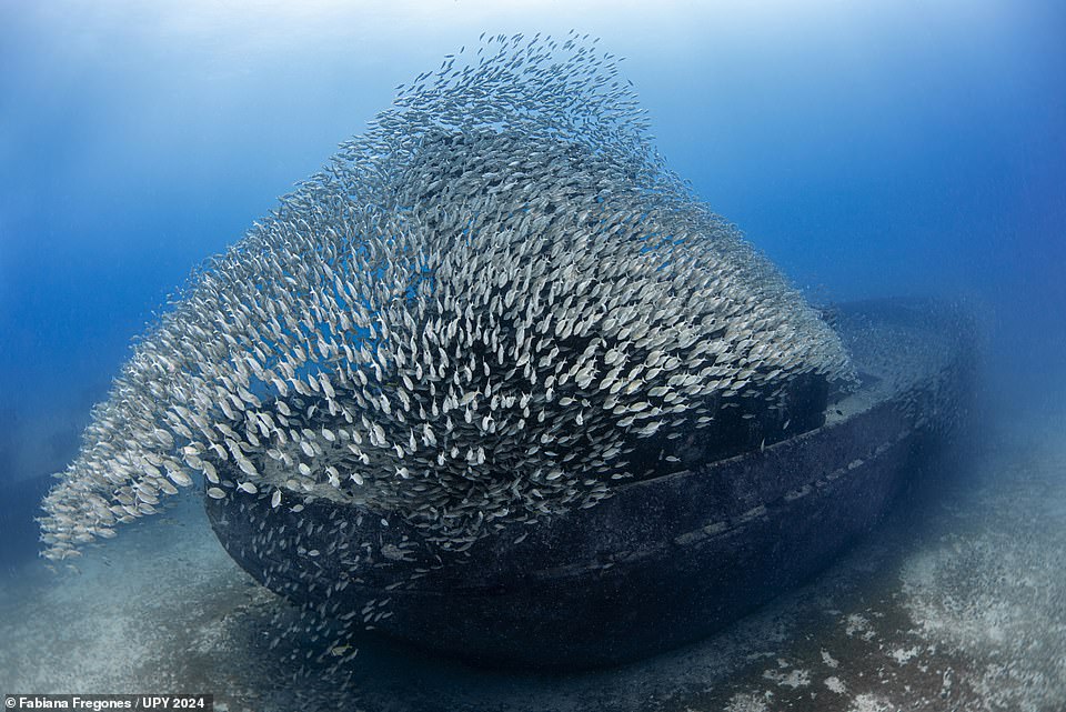 A huge school of fish dance above the wreck of a ship called Virgo in Brazil in this beautiful image, the work of Brazilian photographer Fabiana Fregones. Awarding it bronze in the 'Wrecks' category, judges highlighted how the fish 'momentarily create the perfect shape of a gib sail, as if ready to power the wreck across the seabed'