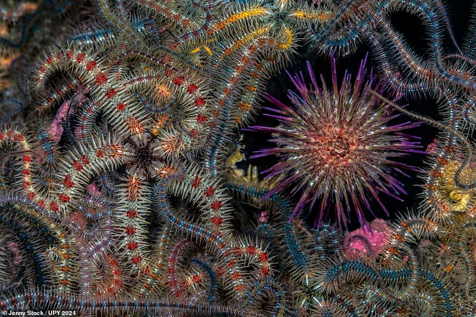 Behold the winning shot for British Underwater Photographer of the Year, which depicts a purple sea urchin surrounded by an 'entanglement' of brittle stars. The image was snared by British photographer Jenny Stock - also winner of the 'British Waters Macro' category - while diving in Loch Leven, Scotland