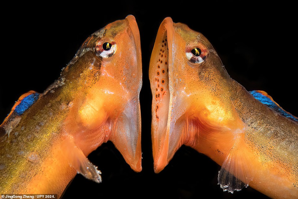 Runner-up in the 'Behaviour' category, this other-worldly image shows two female Zoarchias major eelpouts fighting with their mouths. This happens 'during the breeding season, in order to fight for a suitable spawning nest', explains Chinese photographer JingGong Zhang, who captured the image in Oda, Japan. Judge Alex Mustard said the image 'epitomises the decisive moment and a hormone-fuelled dispute is settled'. He added: 'Like with many arguments between people, this one will likely be settled in favour of the individual with the biggest mouth'