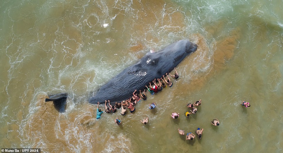 Portuguese photographer Nuno Sa snared this poignant picture of beachgoers trying to save a stranded sperm whale in Portugal. He was named 'Save Our Seas Foundation Marine Conservation Photographer of the Year 2024' for the powerful image, titled 'Saving Goliath'