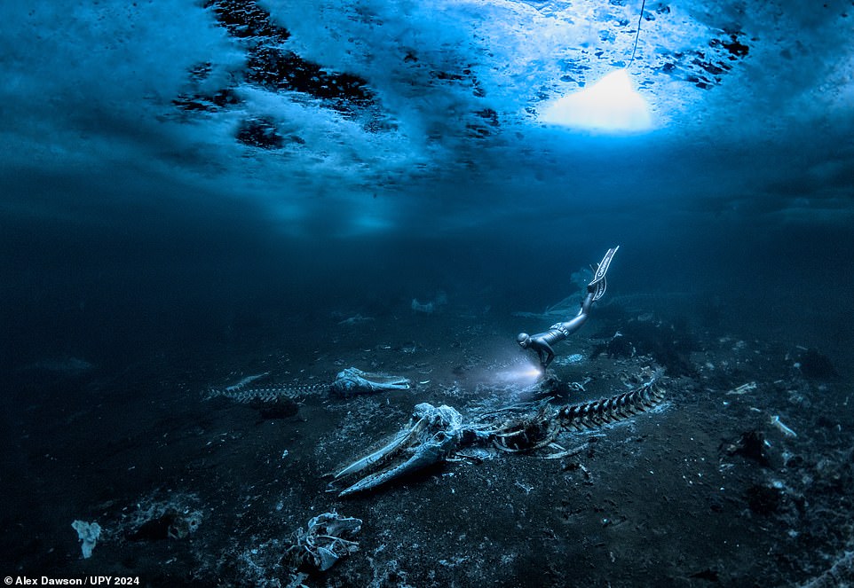 Drum roll... behold this year's 'Underwater Photographer of the Year' - Alex Dawson for his haunting image of a whale skeleton off the shores of Tasiilaq, Greenland. Describing the context of his photograph, the Swedish photographer said: 'In eastern Greenland the local hunters bring their catch and share it among each other. From a stable population of over 100,000 minke whales in the North Atlantic, the hunters of Tasiilaq typically take less than a dozen. The whale is pulled up on the beach during high tide and many families gather to cut the skin, blubber and the meat off at low tide. Almost all the whale is consumed, however the skeleton is pulled back into the sea by the next high tide and the remains can be found in shallow waters where various marine invertebrates and fish pick the bones clean.' Judges described it as 'a very arresting image right from the start', adding that the diver's suit and torch give it 'a visiting alien' feeling
