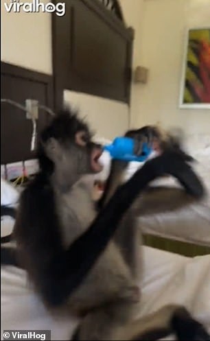 Einer der Affen springt später auf das Bett und hält ihren Verdampfer dicht an sein Maul