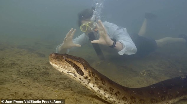 Unglaubliche Aufnahmen zeigen den niederländischen Biologen Professor Freek Vonk, wie er neben der riesigen Anakonda schwimmt