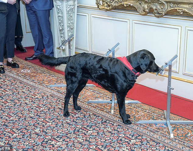 Ein Hafthund namens Plum stellte bei einer Vorführung an der Rezeption eine Reihe beeindruckender Fähigkeiten unter Beweis