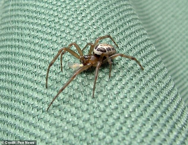 Laut einem Artikel von Clive Hambler, einem Zoologen der Universität Oxford, aus dem Jahr 2020 gilt die edle falsche Witwe „weithin als die gefährlichste Spinnenzucht Großbritanniens“.