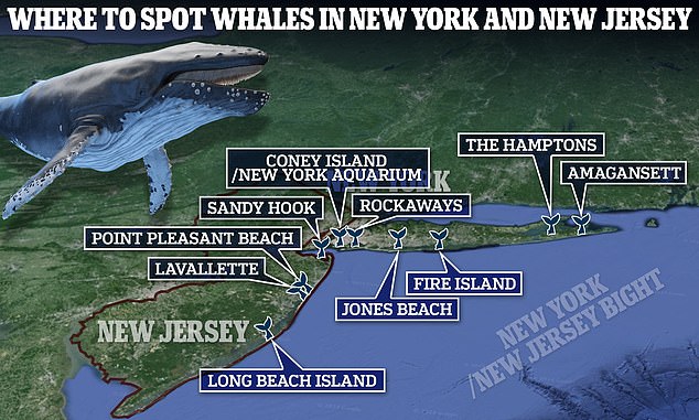 Das New York Aquarium hat diese Liste der zehn besten Orte in New York und New Jersey zusammengestellt, an denen man Wale vom Ufer aus beobachten kann.  Die meisten Beobachter an Land werden Buckelwale und Große Tümmler sehen, da sich die Finnwale tendenziell weiter draußen im Meer aufhalten