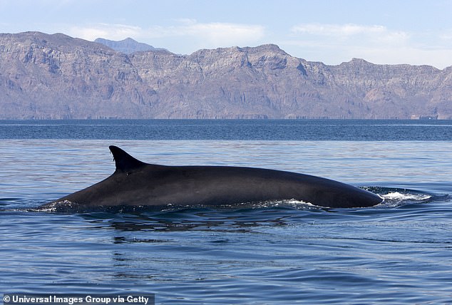 Der Finnwal, benannt nach seiner charakteristischen Rückenflosse, gilt als gefährdet.  Männchen können manchmal Schwierigkeiten haben, Partner zu finden, und jüngste Berichte haben gezeigt, dass sie versuchen, sich mit Blauwalen zu paaren