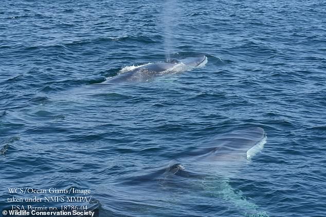 Gruppen von Finnwalen leben das ganze Jahr über in der New Yorker Bucht.  Weibchen wandern möglicherweise in kältere Gewässer, um ihren Kälbern im Sommer das Fressen beizubringen, aber zumindest einige Männchen bleiben das ganze Jahr über in den Gewässern um New York und New Jersey
