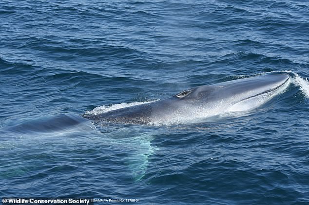 Der Finnwal ist ein Bartenwal, das heißt, er ernährt sich von kleinen Fischen und winzigen wirbellosen Meerestieren wie Krill, indem er sie durch seine massiven, kammartigen Bartenplatten filtert