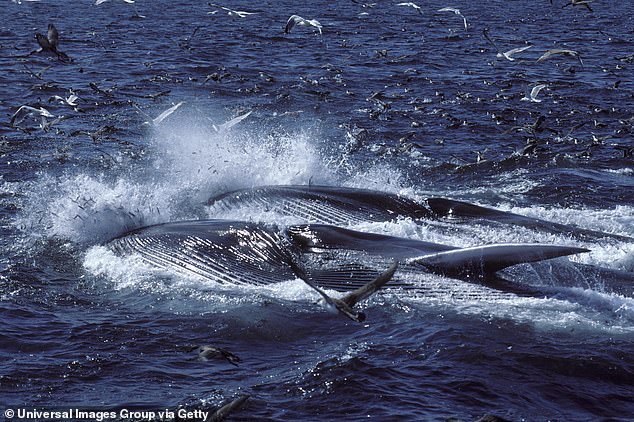 Wenn Finnwale fressen, strömen in der Regel Seevögel dorthin und verlassen sich darauf, dass die Wale Fischschwärme entdecken, die sie angreifen und ausbeuten können