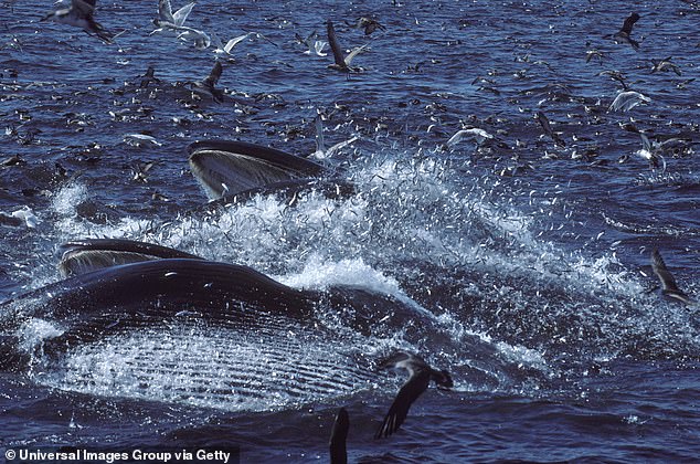 Finnwale ernähren sich von Barten, riesigen haarähnlichen Filterzähnen.  Sie fressen normalerweise kleine Beutetiere wie Krill und, wie hier abgebildet, Hering