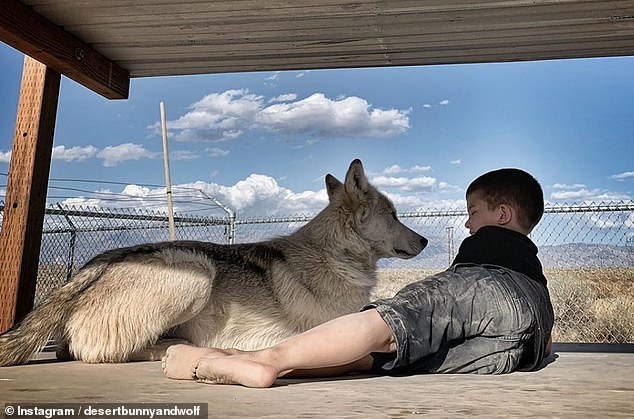 Most states have allowed the ownership of so-called wolfdogs, or wolf-dog hybrids, without permits or any other form of regulation, even though the partially wild, partially domesticated animals have can pose a serious threat to humans