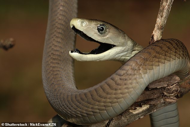 One bite from a sub-Saharan Black Mamba could result in a very painful death within 15 mins