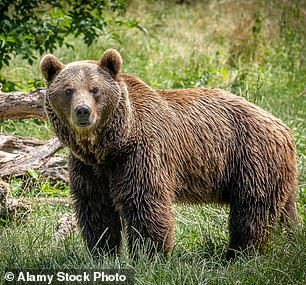 According to PETA, there have been six human deaths and 29 bear deaths due to pet bear attacks in the US since 1990