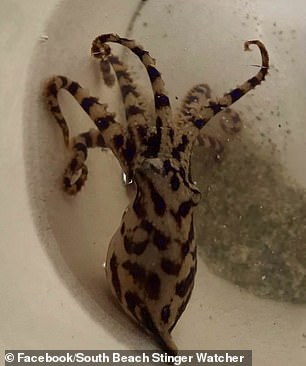 Last year, an Australian woman nearly died after being bitten by a deadly blue-ringed octopus at a popular beach in Sydney