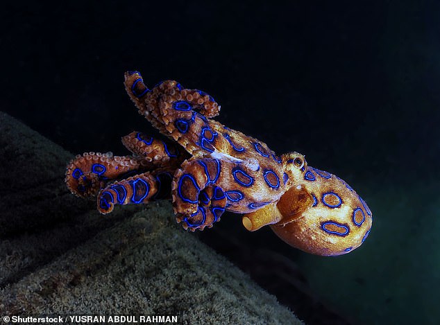 Occasionally popular in home and office aquariums, the Blue-Ring Octopus is so petite and colorful that many might accidentally deem it harmless