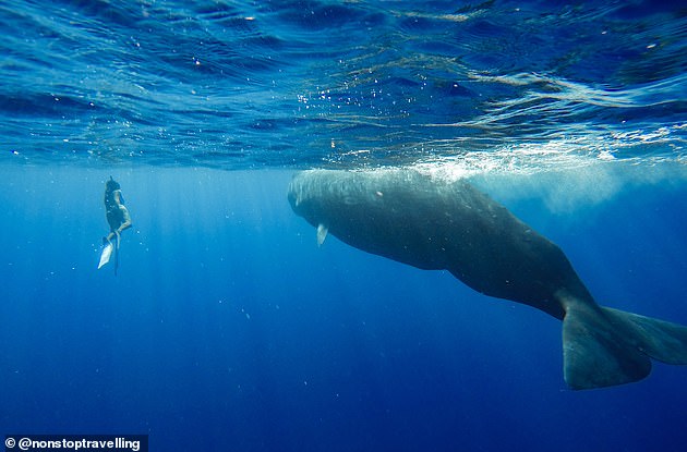 Lauren, pictured here swimming with a sperm whale in Mauritius, said they have ventured to more adventurous destinations in recent years