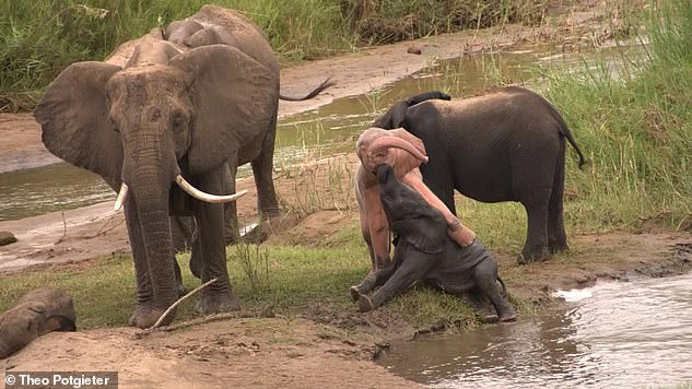 Ein Safari-Veranstalter in Südafrika hat Aufnahmen dieses seltenen jungen rosa Elefanten (Mitte) gemacht, der mit seinen jungen grauen Artgenossen an einer Wasserstelle im Krüger-Nationalpark hüpft und spielt