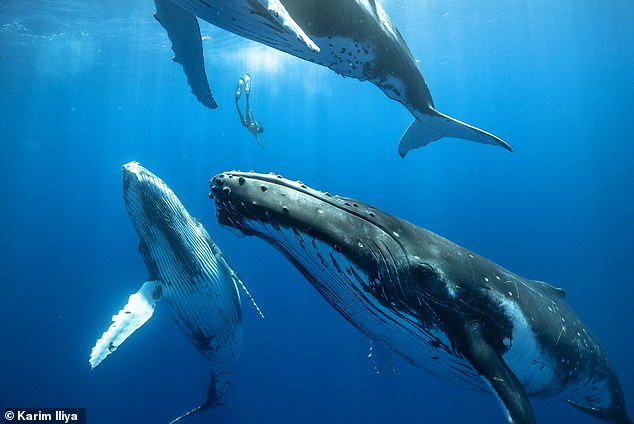 Drei junge Buckelwale schwimmen mit einem Taucher.  Aufgrund ihrer besonderen Stimmstruktur können Bartenwale lange singen, ohne atmen zu müssen – und ohne zu ertrinken