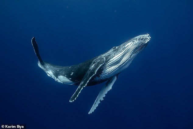 Der Gesang der Wale legt weite Strecken zurück, kann aber von Bootsmotoren und anderen menschlichen Aktivitäten übertönt werden
