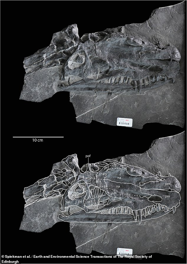 Dies ist der Holotyp von Dinocephalosaurus orientalis, einem gut erhaltenen Exemplar, dessen Merkmale so deutlich zur Geltung kommen, dass andere Identifizierungen anhand dieses Exemplars möglich sind.  Die scharfen Zähne des Tieres, die über seinen Kiefer hinausragen, waren offensichtlich geschickt darin, Beute zu schnappen.