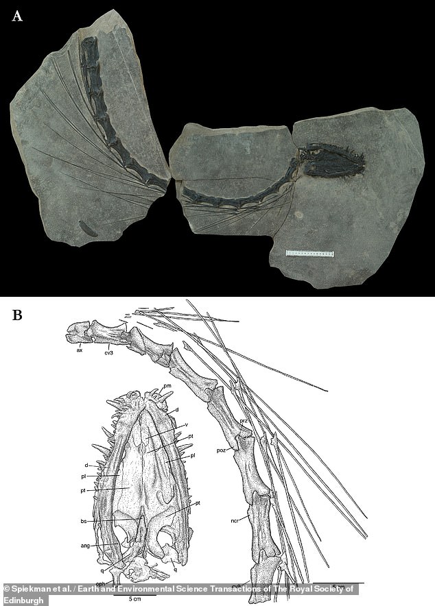 Die gut erhaltenen Überreste des Dinocephalosaurus orientalis zeigen seinen langen Hals mit 32 Wirbeln.  Der Hals dieses Wasserreptils war länger als Schwanz und Körper zusammen.