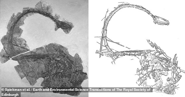 Eine weitere Ansicht der Überreste des „Chinesischen Drachen“ zeigt seinen außergewöhnlich langen Hals, von dem Wissenschaftler vermuten, dass er sich früher an seine Beute herangeschlichen hat, ohne die Bewegung seiner Flossen zu bemerken.