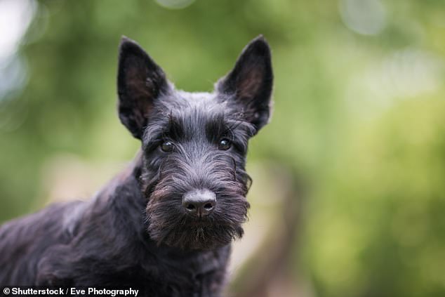 Mit nur 406 Welpengeburten im Jahr 2023 steht der Scottish Terrier zum zweiten Mal in der Geschichte auf der „At Watch“-Liste