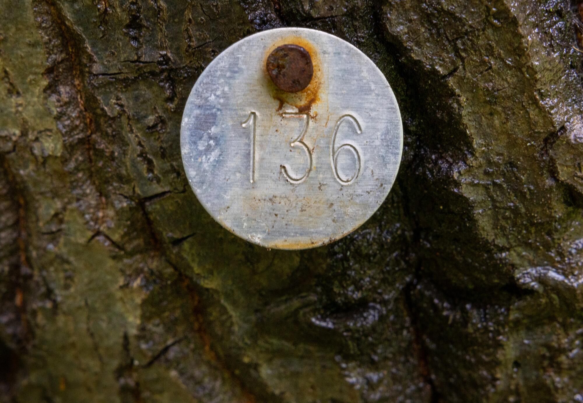 Ein rundes Vermessungsschild aus Metall mit der Nummer 136, das an einem Baum befestigt ist