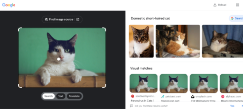 Google Bilder-Suchergebnisse für Katzenvideos