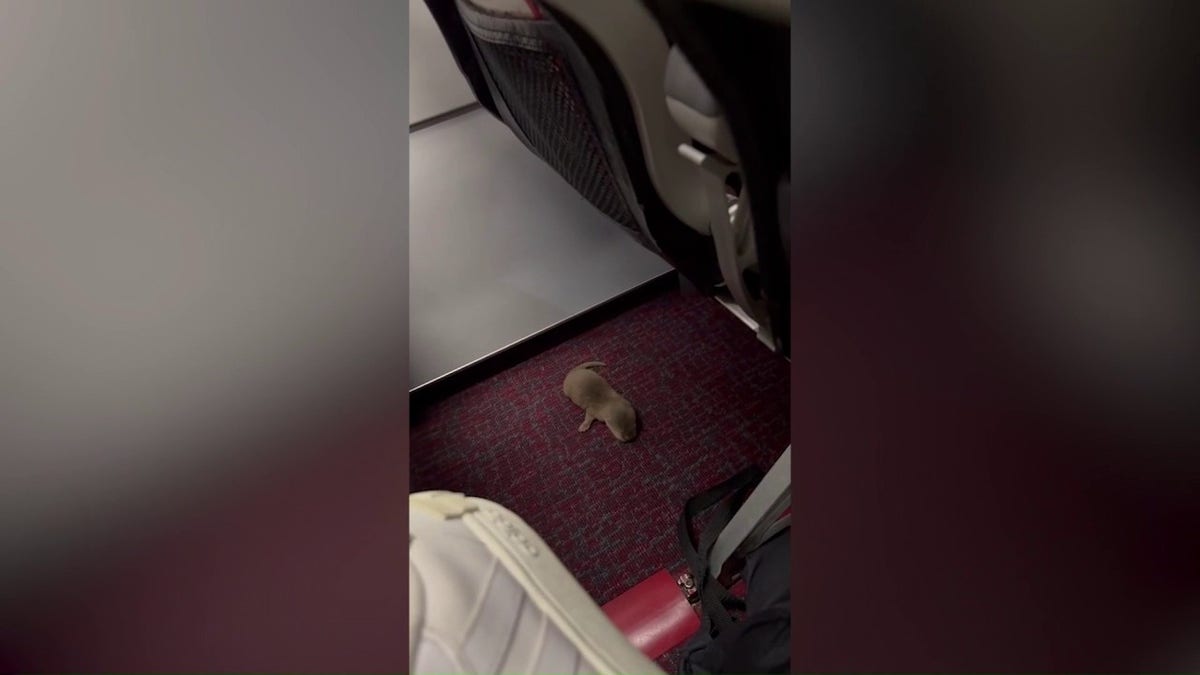 Wildes Tier im Flugzeug