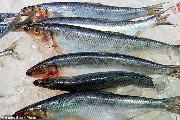 Forscher fanden heraus, dass wärmeres Wasser weniger Plankton bedeutet, was bedeutet, dass Fische weniger Nährstoffe aus ihrer Nahrung erhalten (im Bild: frisch gefangener Hering auf einem Fischmarkt)
