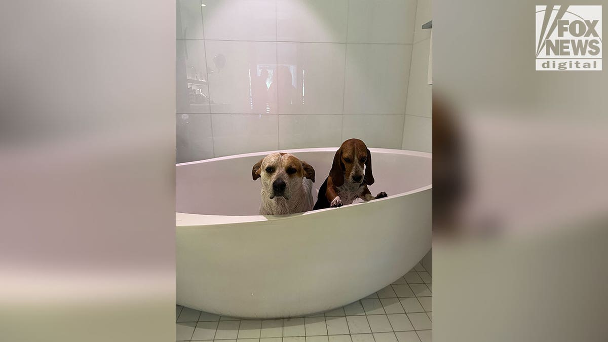 Hunde in einer Badewanne