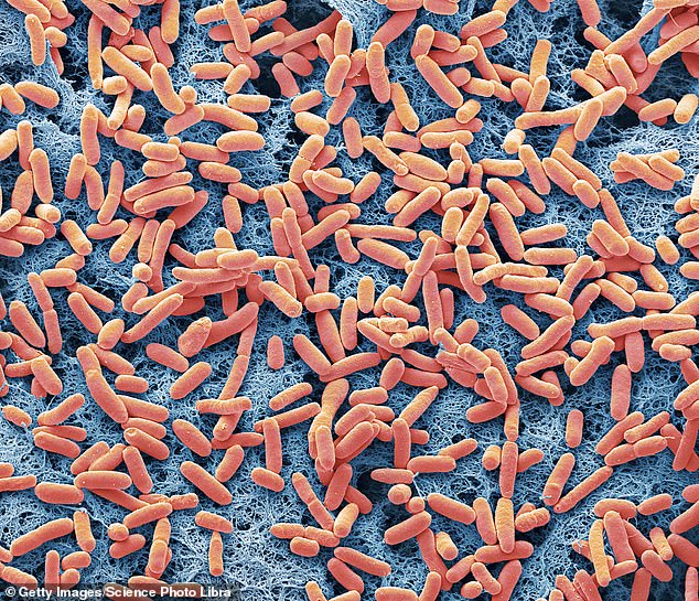E. coli ist eine Bakterienart, die natürlicherweise sowohl in unserem Darm als auch bei Hunden vorkommt.  Aber zu viel davon kann uns krank machen und E. coli ist zunehmend resistent gegen gängige Behandlungen.