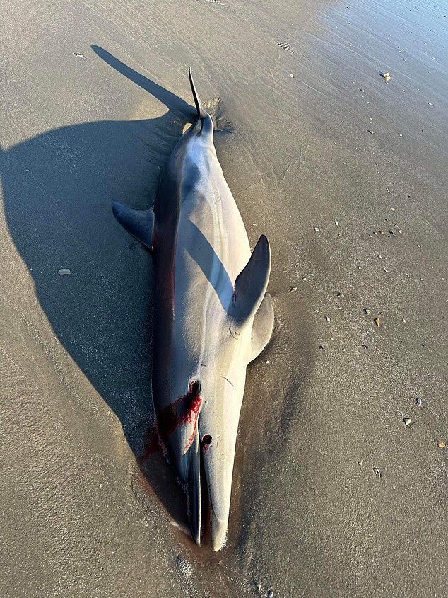 Die grausame Szene eines toten Delfins an einem Strand in New Jersey hat eine Untersuchung der Todesursache ausgelöst