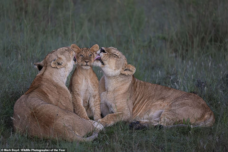 Mark Boyds hochgelobtes „Shared Parenting“-Foto zeigt ein Löwinnenpaar, das hingebungsvoll ein Junges in der Masai Mara in Kenia pflegt
