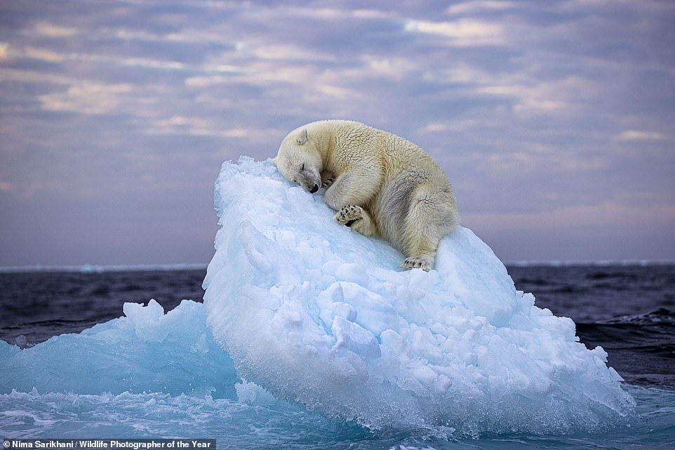 Dieses verträumte Bild eines Eisbären, der auf einem in einen Eisberg gehauenen „Bett“ einschläft, wurde zum Gewinner des Wildlife Photographer of the Year People's Choice Award (WPY) gewählt.  Es wurde von der britischen Amateurfotografin Nima Sarikhani aufgenommen, als sie auf einem Expeditionsschiff den norwegischen Spitzbergen-Archipel erkundete