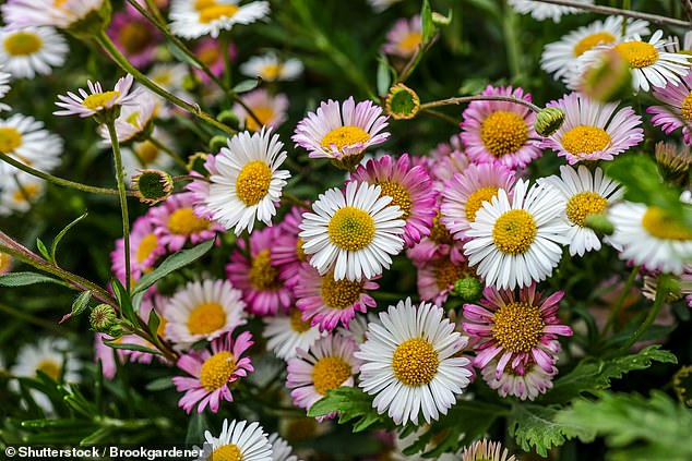 Eine neue Studie hat ergeben, welche Pflanzen das größte Potenzial haben, in britischen Gärten Chaos anzurichten.  Im Bild: Mexikanisches Berufkraut
