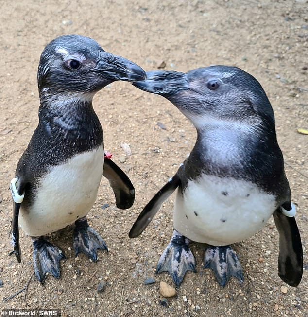 Pinguine gelten als die geselligsten Vögel überhaupt.  Doch zwischen einem Paar in einem Vogelpark in Surrey hat sich eine besonders enge Freundschaft entwickelt.  Ein teilweise blinder Pinguin namens Squid verlässt sich auf ihren Kumpel namens Penguin, der sie durch ihr Zuhause führt
