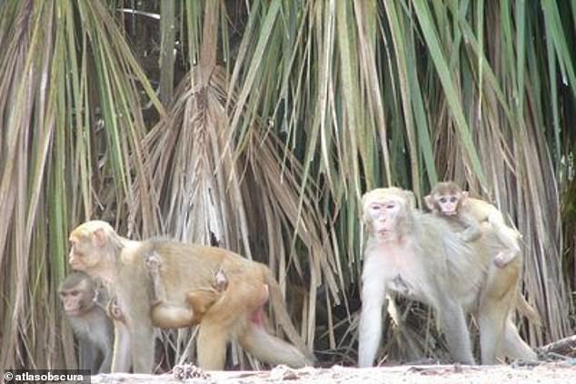 Eine Insel vor der Küste von South Carolina sorgt mit einer Population von über 4.000 wilden Affen für Aufsehen