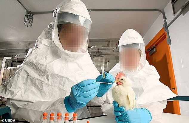 Das Foto von Tierversuchsleitern stammt aus dem Inneren des USDA-Labors, das mit Wissenschaftlern der chinesischen Regierung an der Gain-of-Function-Forschung der Vogelgrippe arbeitet