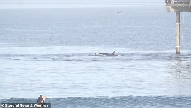 Ein Surfer wird dabei beobachtet, wie die Gruppe Orcas einen Delfin zerreißt, bevor das tote Säugetier im Wasser versinkt