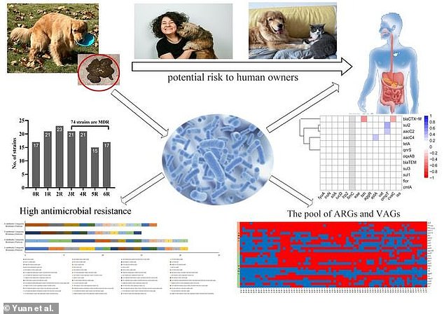 Haushunde mit Durchfall können in 5 von 10 Fällen multiresistente E. coli ausscheiden, was ein potenzielles Risiko für ihre menschlichen Besitzer darstellt.