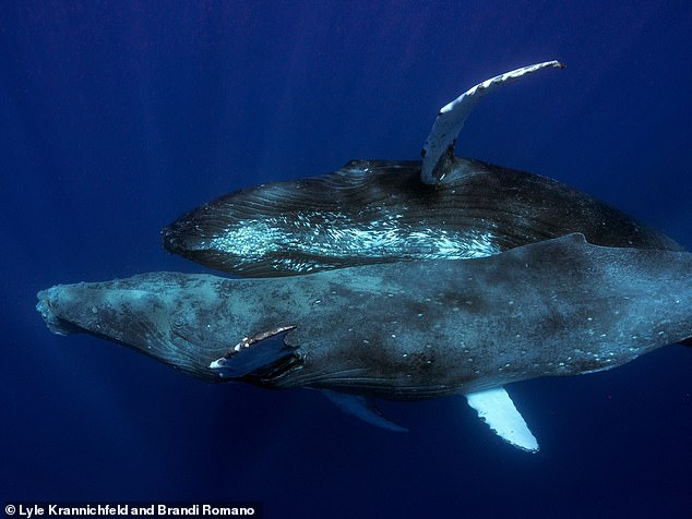 Parasitäre Seeläuse hatten die (Unterseite) Haut von Wal A verfärbt, was passieren kann, wenn ein Wal verletzt ist und seine Beweglichkeit eingeschränkt ist.  Auch die Walbiologin Stephanie Stack stellte fest, dass der Wal abgemagert aussah.